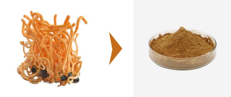 Cordycepin Powder 1
