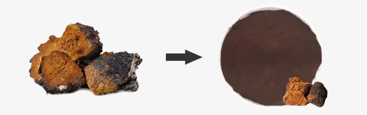 Chaga Extract Chaga Extract