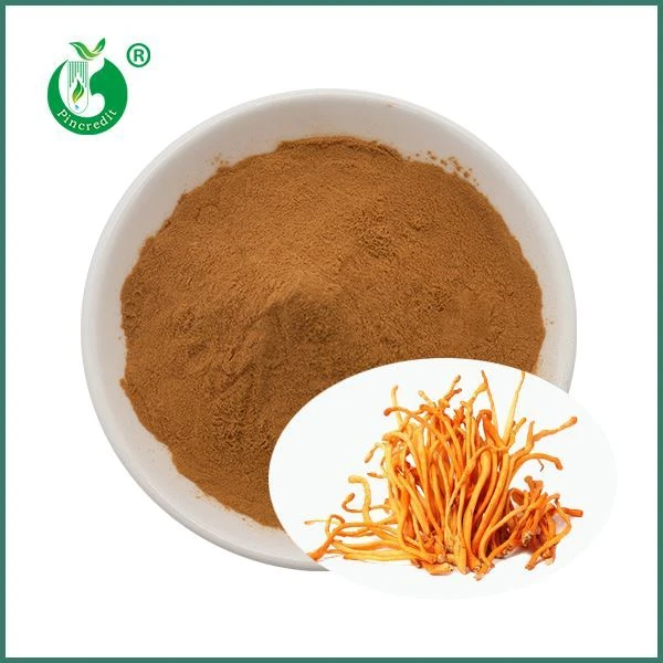 مستخلص فطر كورديسيبس ميليتاريس العضوي